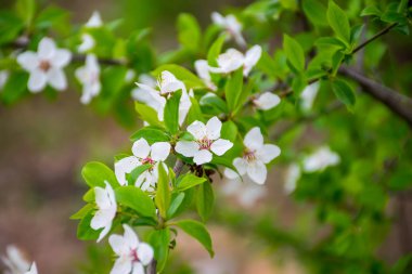 elma ve kiraz Japonya'da Bahçe çiçek açan bahar .