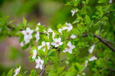 elma ve kiraz Japonya'da Bahçe çiçek açan bahar .