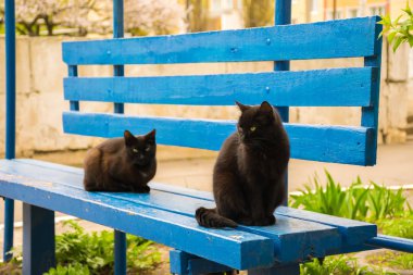 Mavi ahşap bankta oturan iki siyah kedi.