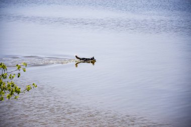 nehir boyunca yüzme Husky doğurmak köpek.