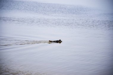 nehir boyunca yüzme Husky doğurmak köpek.