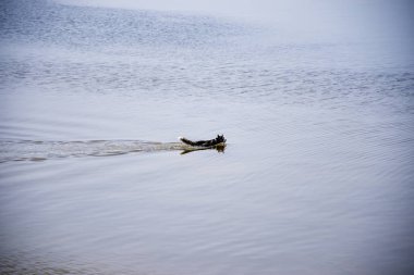 nehir boyunca yüzme Husky doğurmak köpek.
