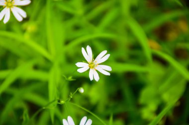 Beyaz bir çiçek ormanda baharda çiçek..