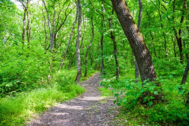 akan pitoresk nehir Orel ile orman.