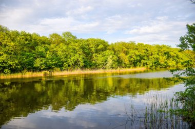 akan pitoresk nehir Orel ile orman.