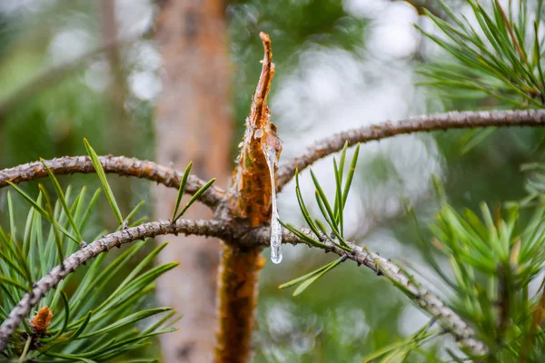 Une Goutte Résine Écoule Une Branche Pin Cassée — Photo