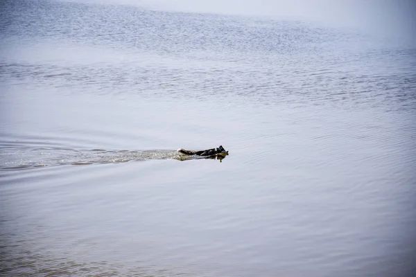 Cão Raça Husky Nadando Longo Rio — Fotografia de Stock