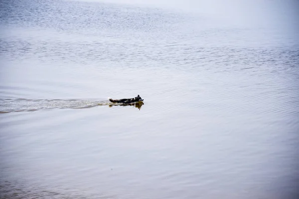 Σκυλί Χάσκι Φυλής Κολύμβηση Κατά Μήκος Του Ποταμού — Φωτογραφία Αρχείου