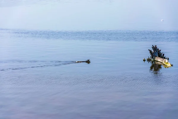 Hund Der Husky Rasse Schwimmt Fluss Entlang — Stockfoto
