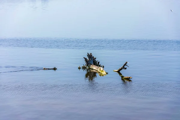 Hund Der Husky Rasse Schwimmt Fluss Entlang — Stockfoto