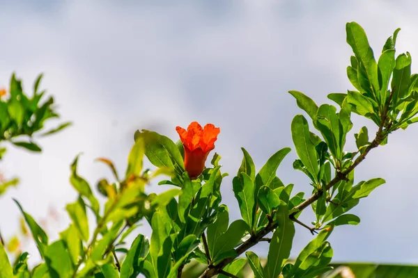 Belos Frutos Romã Amadurecem Nos Pitorescos Jardins Montenegro — Fotografia de Stock