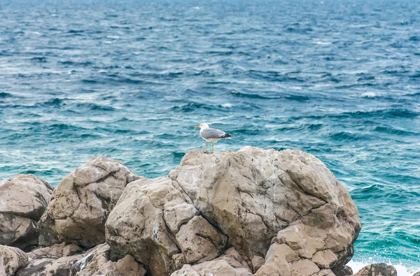 海岸の巨石の上に座って大きなカモメ — ストック写真