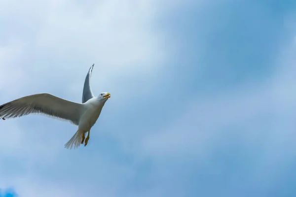 Sea gull hovers above  Adriatic Sea in Montenegro