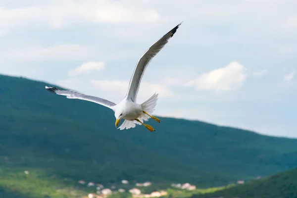 Морская Чайка Висит Над Адриатическим Морем Черногории — стоковое фото