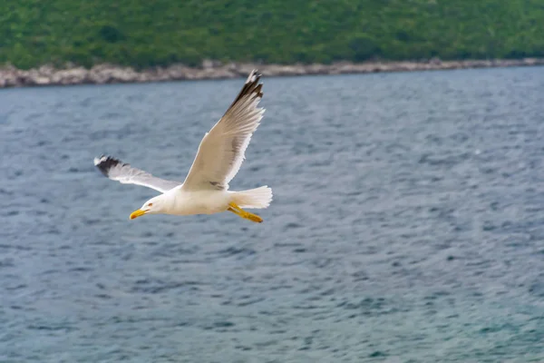 Sea gull hovers above  Adriatic Sea in Montenegro