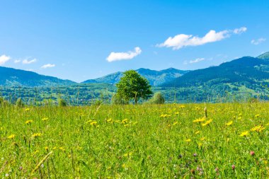 Dağ doruklarına Karadağ arasında alışılmadık Plav Gölü