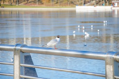 Minsk'te Svisloch Nehri'nin kıyısında oturan martı 
