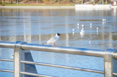 Minsk'te Svisloch Nehri'nin kıyısında oturan martı 