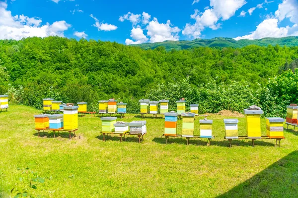 Morača arı kovanı arılar ile Manastırı toprakları üzerinde.