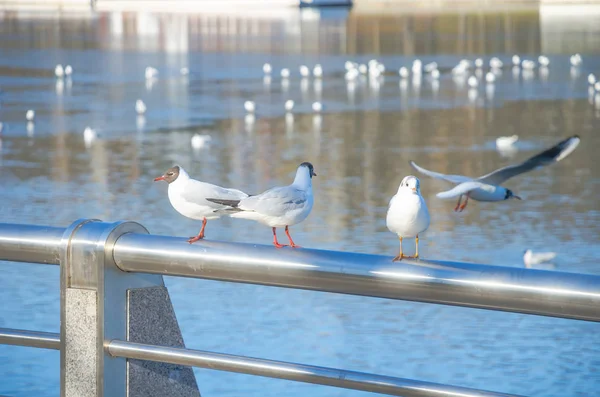 Minsk'te Svisloch Nehri'nin kıyısında oturan martı 