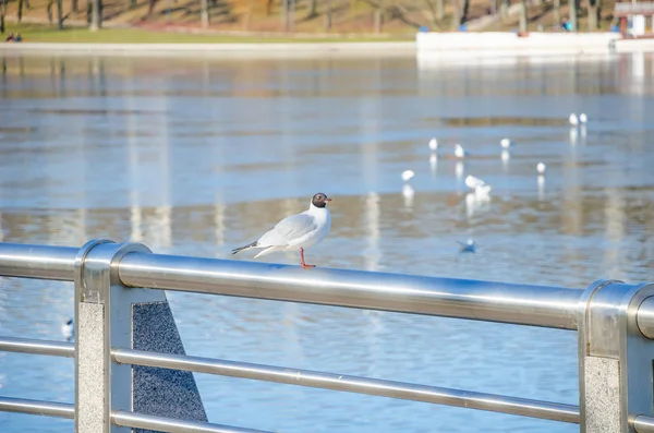 Minsk'te Svisloch Nehri'nin kıyısında oturan martı 