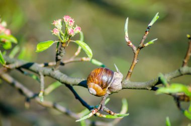 Çiçek açan meyve ağacı dalı sürünen salyangoz görünümü Kapat
