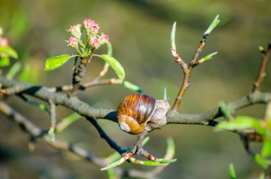Çiçek açan meyve ağacı dalı sürünen salyangoz görünümü Kapat