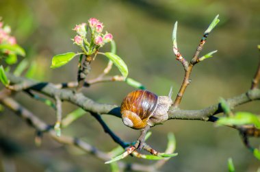 Çiçek açan meyve ağacı dalı sürünen salyangoz görünümü Kapat