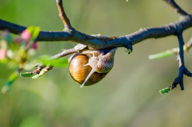 Çiçek açan meyve ağacı dalı sürünen salyangoz görünümü Kapat