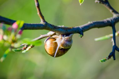 Çiçek açan meyve ağacı dalı sürünen salyangoz görünümü Kapat
