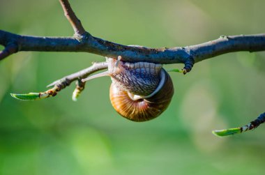 Çiçek açan meyve ağacı dalı sürünen salyangoz görünümü Kapat
