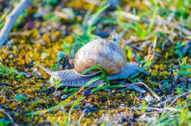 Yavaş yavaş yeşil çimenlerin üzerinde sürünerek büyük salyangoz görünümü Kapat