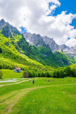 Yüksek sivri kayalar arka plan üzerinde doğal yeşil çayır