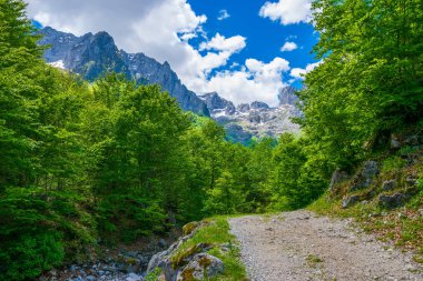 yüksek yeşil dağlarda kayalık yol virajlı 