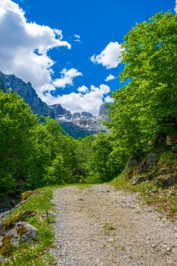 yüksek yeşil dağlarda kayalık yol virajlı 