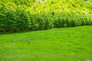 Pitoresk çayır ve orman yüksek dağlar arasında