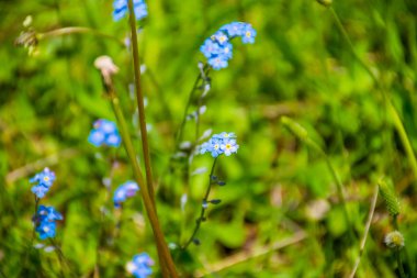 Korun pitoresk kayran Dağları arasında büyümek.