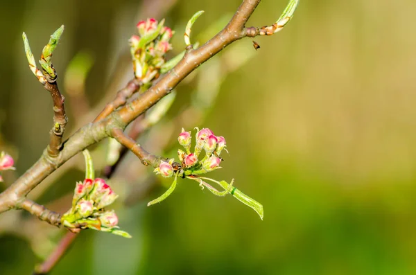 Vue Rapprochée Escargot Rampant Long Une Branche Arbre Fruitier Fleurs — Photo