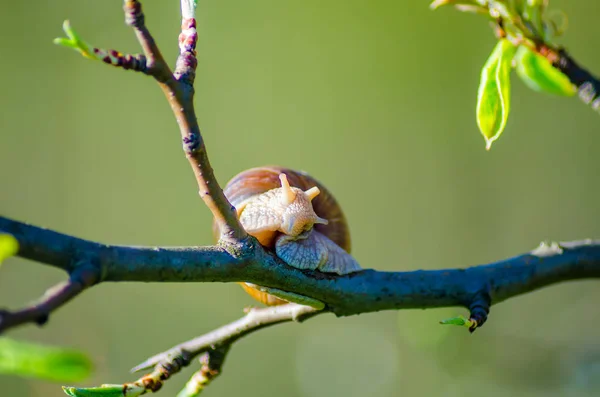 Close View Snail Creeping Blooming Fruit Tree Branch — Stock Photo, Image