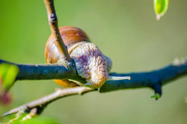 接近的蜗牛蠕动沿着盛开的果树树枝 — 图库照片