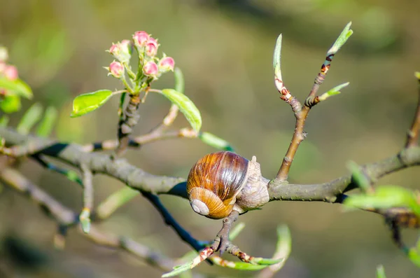 Vue Rapprochée Escargot Rampant Long Une Branche Arbre Fruitier Fleurs — Photo