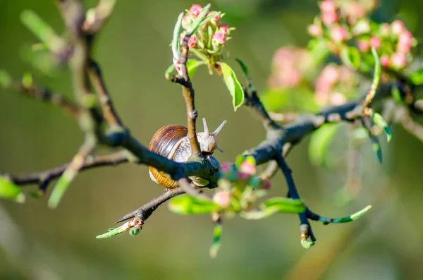 Vue Rapprochée Escargot Rampant Long Une Branche Arbre Fruitier Fleurs — Photo