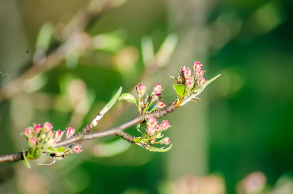 Close view of blooming flowers on apple tree branch