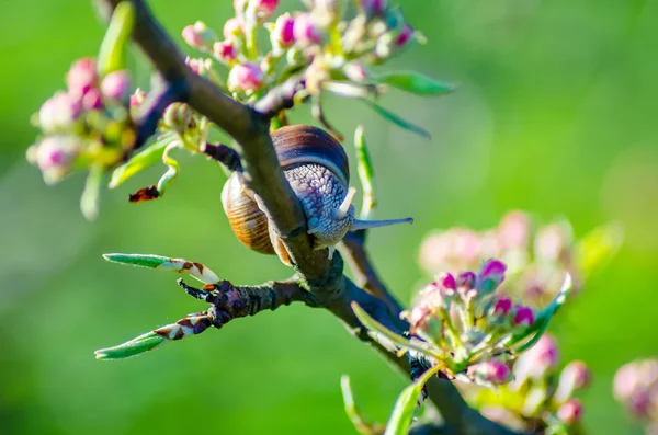 Vue Rapprochée Escargot Rampant Long Une Branche Arbre Fruitier Fleurs — Photo