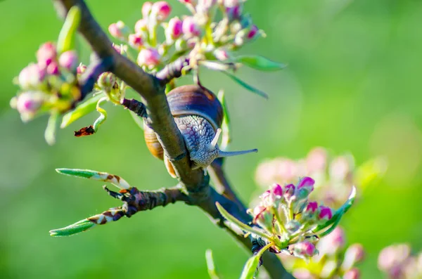 Vue Rapprochée Escargot Rampant Long Une Branche Arbre Fruitier Fleurs — Photo