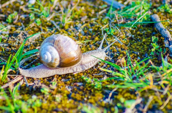Close View Large Snail Slowly Crawling Green Grass — Stock Photo, Image