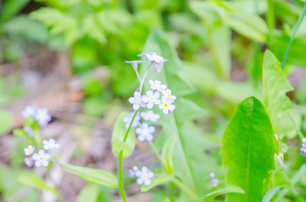 Forget Grow Beautiful Forest — Stock Photo, Image