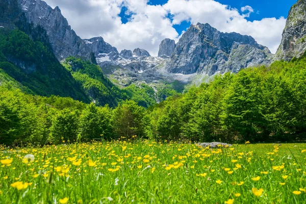 Pittoreska Gula Blommor Ängen Höga Berg — Stockfoto