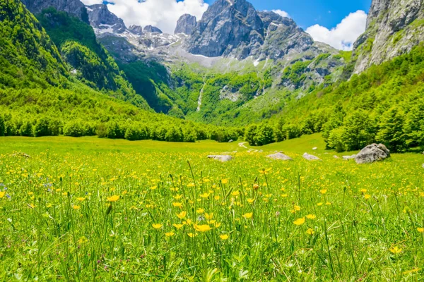 高山の草原の美しい黄色の花 — ストック写真