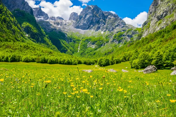 Malerische Gelbe Blumen Auf Der Wiese Hochgebirge — Stockfoto